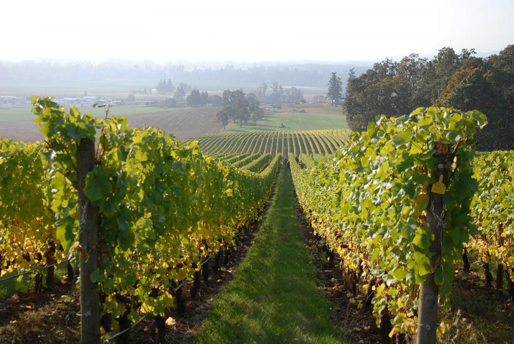 vineyard